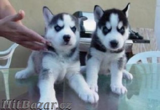 Roztomily Sibirsky Husky Stenata Hitbazar Cz